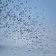 Millions of bats fly out of the Khao Chong Pran Cave at sunset for feeding on September 12, 2020 in Ratchaburi, Thailand.